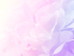 Beautiful flower background / wallpaper made with color filters effect.