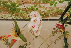 Selective focus of West Kalimantan's moon orchid and other hanging flowers