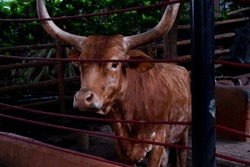 Selective focus of longhorns feeding in their cages in the afternoon. Great for educating children about wild animals.
