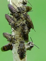 a group of bees perched on a weed in a garden with a blurred nature background, - Photo Macro - photo defocus 