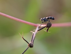 macro photo - defocused photo, an insect perched on a weed in a garden with a blurred nature background