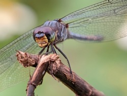 macro Photo - photo defocus - a dragonfly perched on a weed stem in a garden