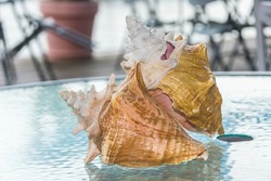 Conch Shells on display on a table
