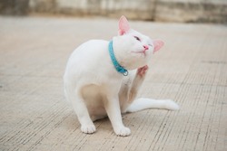 Cat scratching ears. white cat.