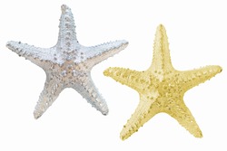 Silver starfish.Golden starfish.