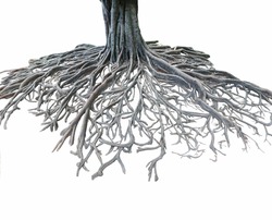 Big root tree isolated.