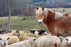 Haflinger horse and sheep