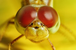 Extreme macro shot eye of dragonfly in wild. Close up detail of eye dragonfly is very small. Dragonfly on yellow leave. Selective focus.