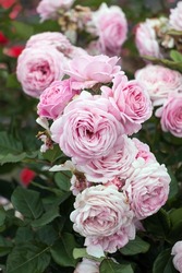 Magnificent and showy roses are the best decoration of a garden or park. 