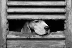 Sad dog wait behind wooden door
