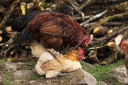 Mating process of hens or chicken in a poultry farm with selective focus.
