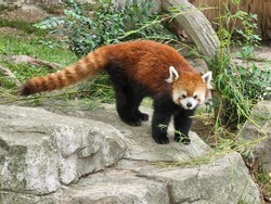 Cute red panda colorful photo
