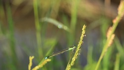 green dragonfly perched on the weeds in the wild meadow