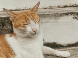Selective focus on face of an adorable adult orange striped white color cat with closed eyes outdoor