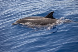 Atlantic spotted dolphin or Atlantic spotted dolphin