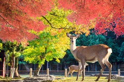 Nara deer roam free in Nara Park, Japan for adv or others purpose use