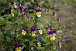 Wild pansy, Viola tricolor, Johnny Jump up, heartsease, heart's delight, tickle-my-fancy, come-and-cuddle-me, three faces in a hood or love-in-idleness, a common European wild flower in flowerbed