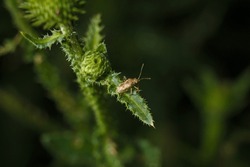 coreoidea beetle or leaf footed bug, tiny invertebrate insect on green leaf, soft focused macro shot