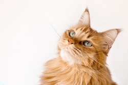 cat waiting for food . face red cat looking up. portrait of a red-haired Maine Coon cat. High quality photo