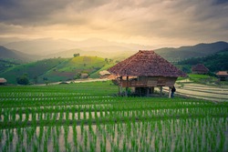 The way of life of rice farmers stepping in the season because it is planted in the Philippines