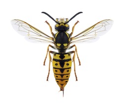 Wasp Vespula germanica (female) on a white background