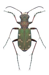 Beetle Cicindela soluta on a white background