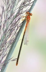 Ischnura pumilio (female, juvenile)