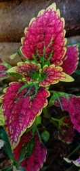 the plant has beautifull leaf. the colour is gradient of red, yellow, and green