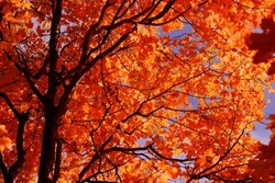 Colors Of Fall, Crisp Fall Morning, Orange, Corn, Water