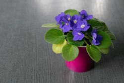 Violet, house flower in the pot, on the table