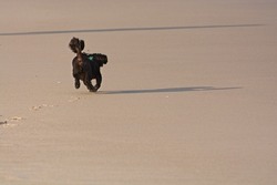 A black dog and his master’s shadows stroll sandy beach at the water line in late afternoon sun. Low light angle.