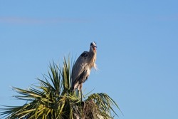Great blue heron perched on top of palm tree screeching at Ritch Grissom Memorial Wetland in Viera Florida. 