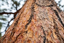 Ponderosa pine bark in southern Utah