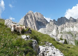 Two mountain goats in the Italian Dolomites