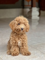 Light brown fur toy poodle