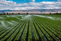 A field irrigation sprinkler system waters rows of lettuce crops on farmland in the Salinas Valley of central California, in Monterey County, on a partly cloudy day in spring.  