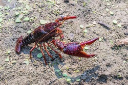 A crawdad (crayfish) takes on a threatening posture with its large claw as it walks along a drying creek bed.