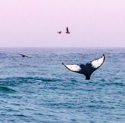 A humpback whale waves its tail, as seagulls fly by, at sunset on a whale watching excursion in the Monterey Bay, along the Pacific Coast of central California, near Big Sur, Carmel and Pacific Grove.