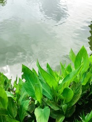 indica leaves isolated by splashing water from the lake