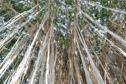The fibrous roots of a very old banyan tree turned white-gray and dangled from the branches of the tree