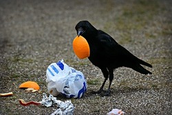 Black crow bird animal holding orange peel