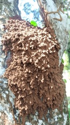 closeup photo of anthills of the dirt