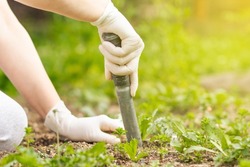 Woman hand of pulling out weed of her huge botanic garden, clearing, doing properly, hard work, gardening concept
