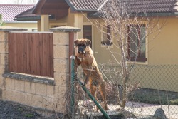 The dog protects behind the fence family house