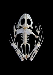 Isolated true rana frog (Rana ridibunda) skeleton on black background