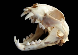 Isolated Eurasian lynx (Lynx lynx) skull on a black background