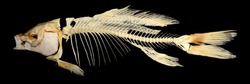 Isolated carp (Cyprinus carpio) skeleton on a black background