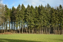 A thick green forest of pine trees in open field