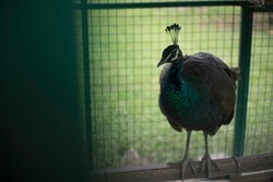 Beautiful Peacock Bird in The Cage