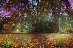 Beautiful Trees surrounded by spiritual light orbs - multicoloured fairy like light spheres floating around a large tree with an ethereal atmosphere and copy space beneath on autumnal leaf covered gr